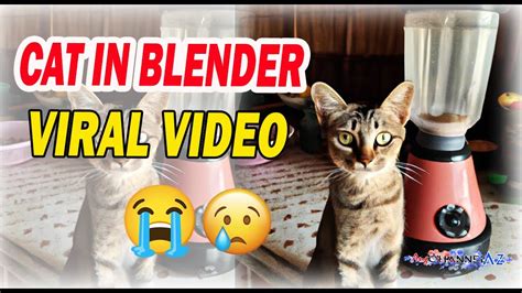 cat blender actual video|What Is The Disturbing Cat Blender Video And Why Are They。